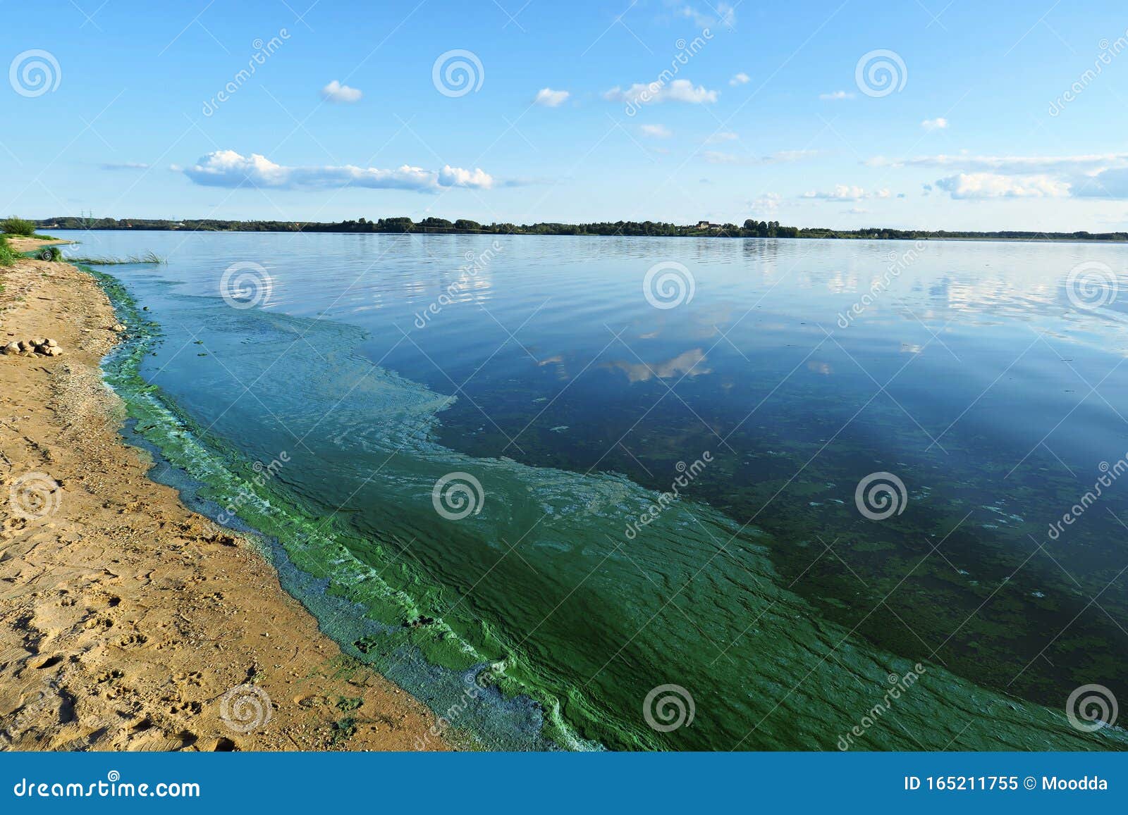 blue green algae bloom of river in the pollution area