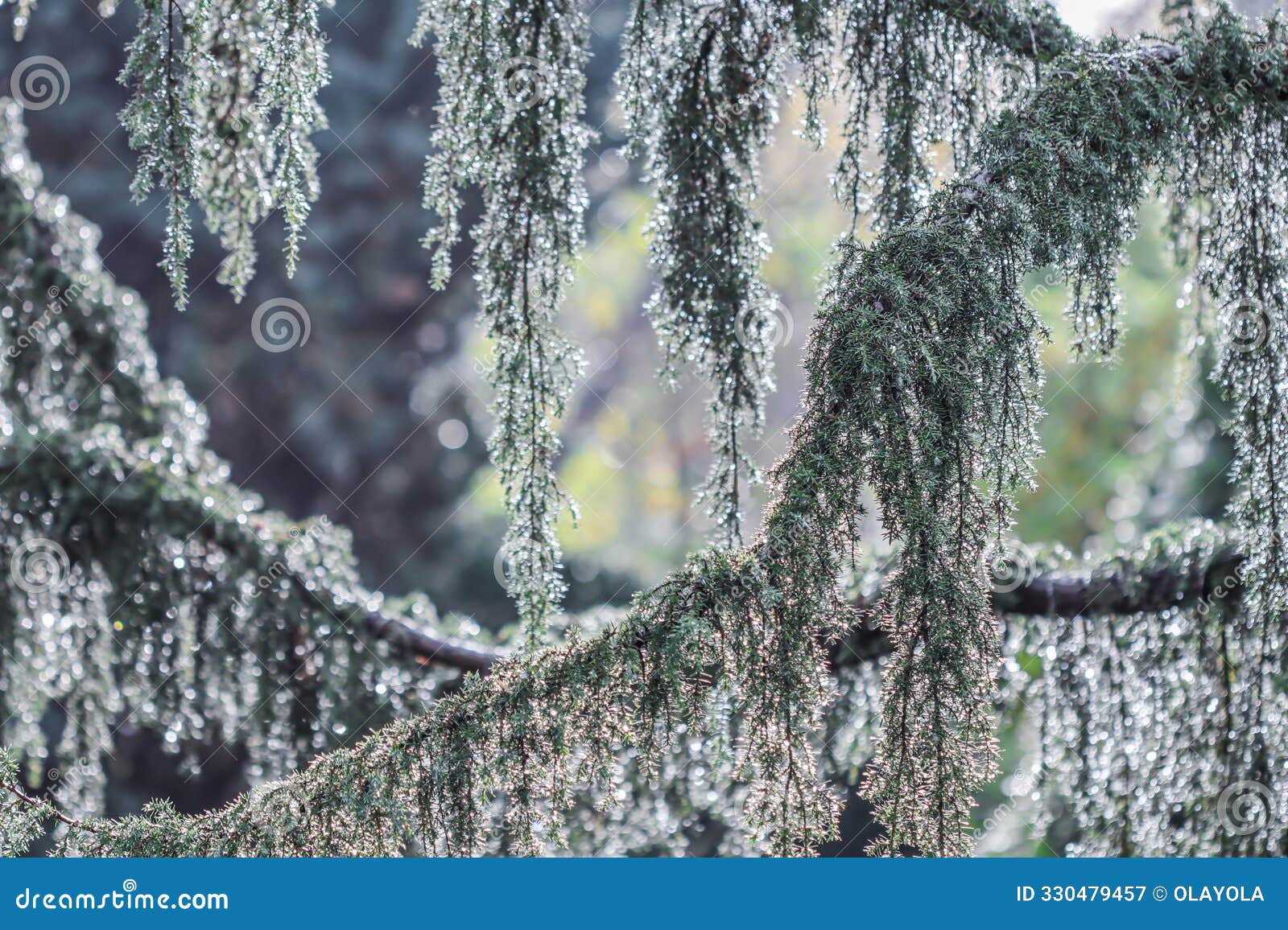 blue green nature background of coniferous branches after rain. juniper horstmann pendula. bokeh with light reflection
