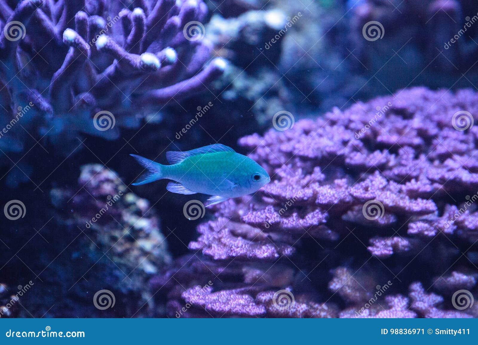 blue green vanderbilts chomis fish, chromis vanderbilti