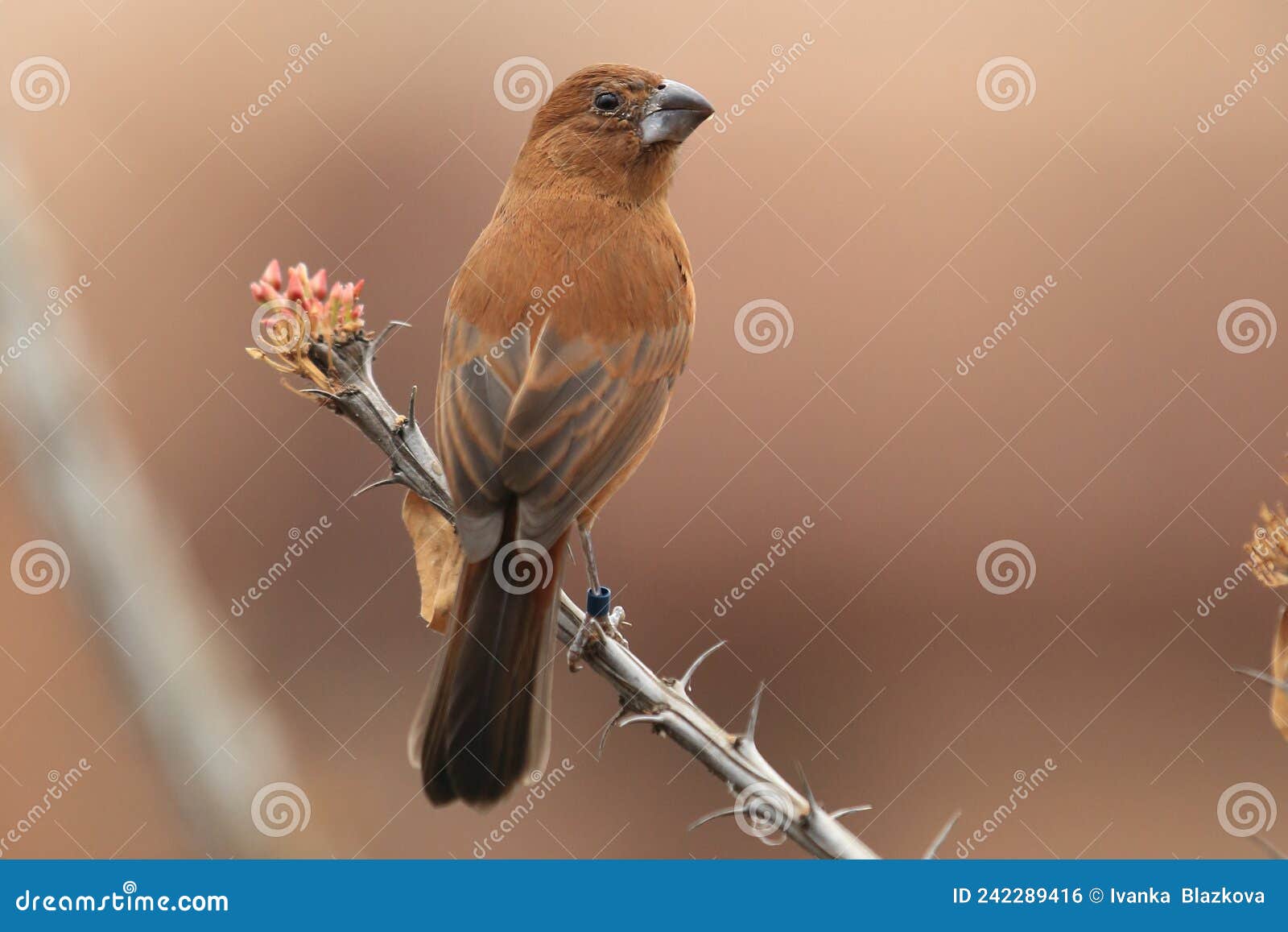 Blue grosbeak female stock photo. Image of branch, nature - 242289416
