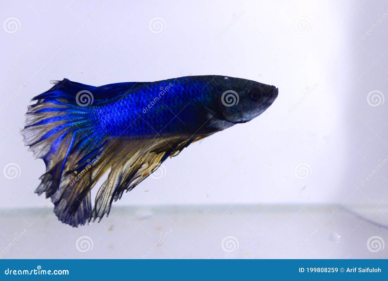 Blue Halfmoon Betta Fish. The Blue Betta Fish With A Yellow Combination