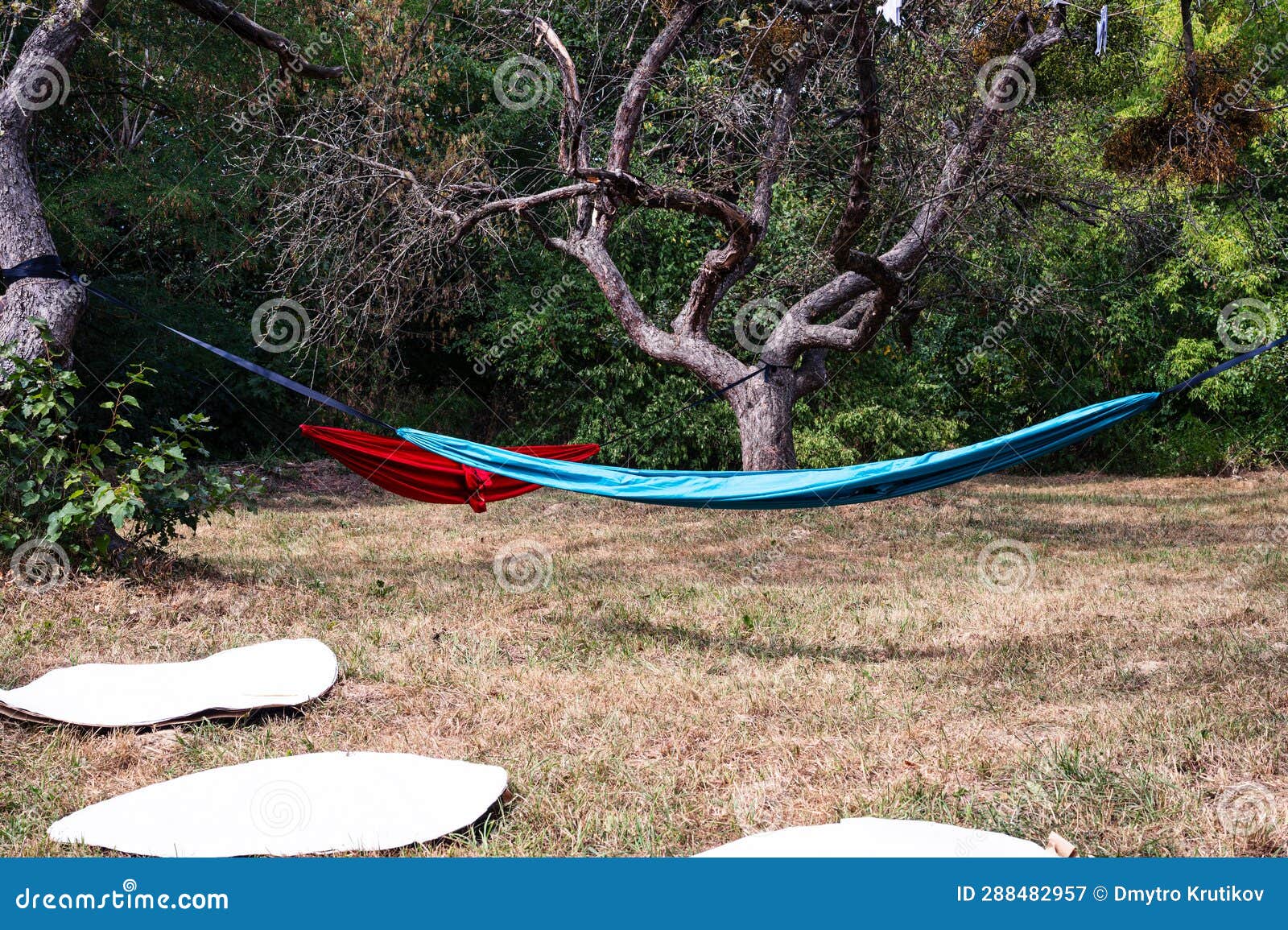 blue hammock and red hammock, white circules on the grass.