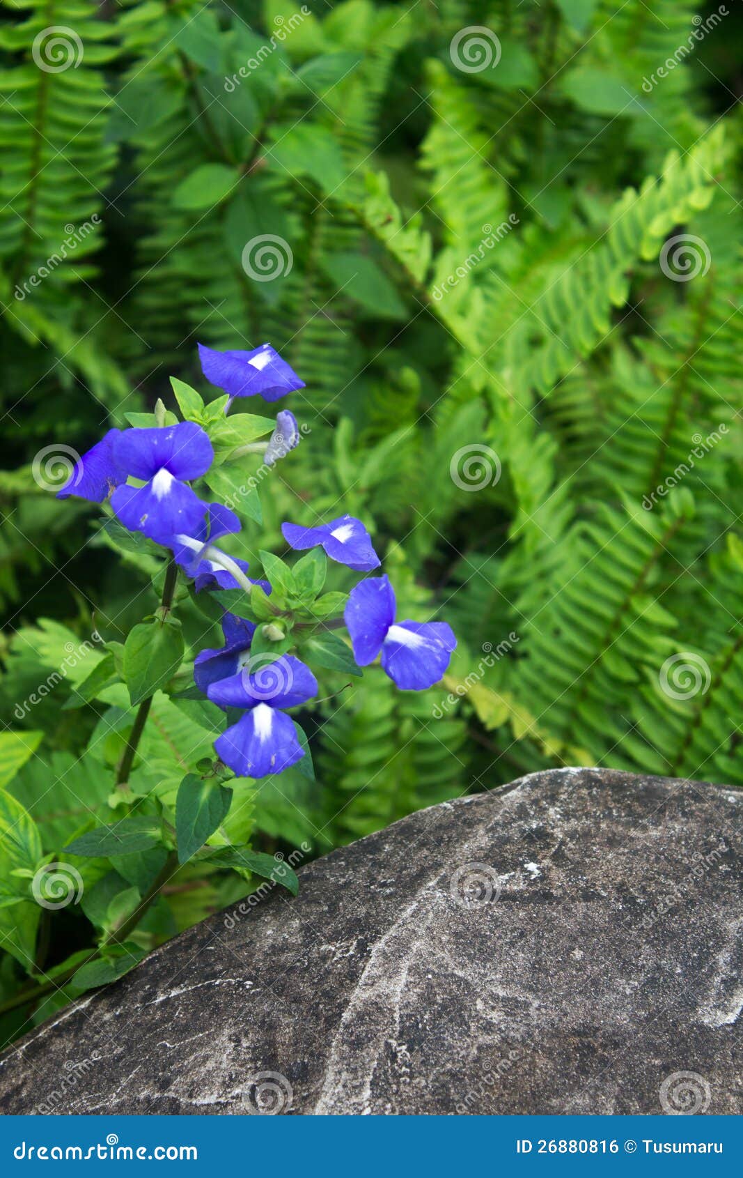 The Blue Hawaii Flower in Park. Stock Photo Image of blossom, green