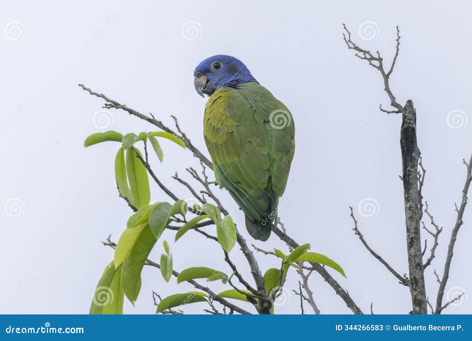 blue-headed parrot (pionus menstruus