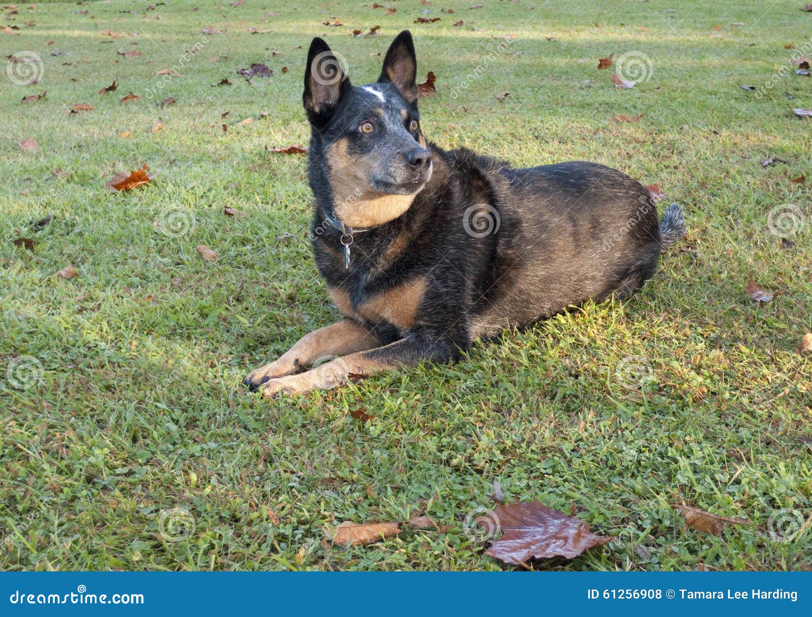 blue tick cattle dog