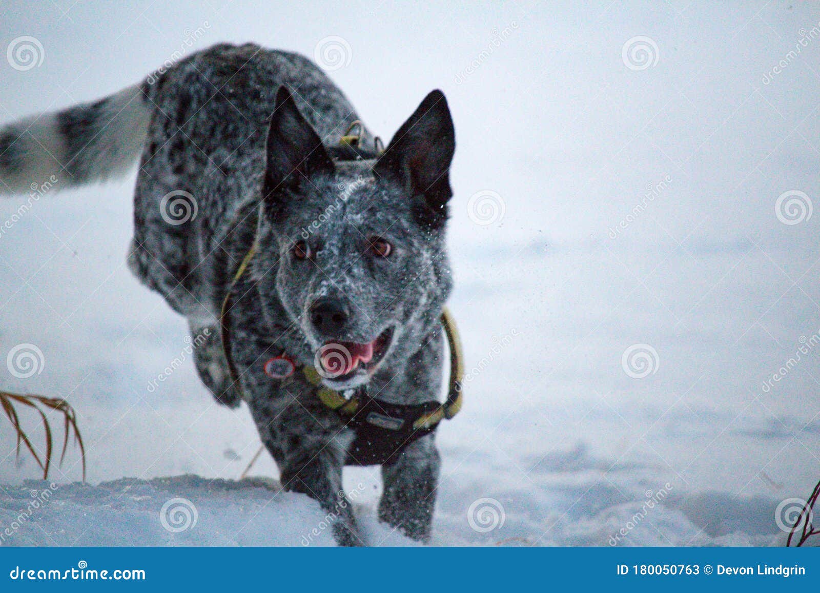 muzzle for blue heeler