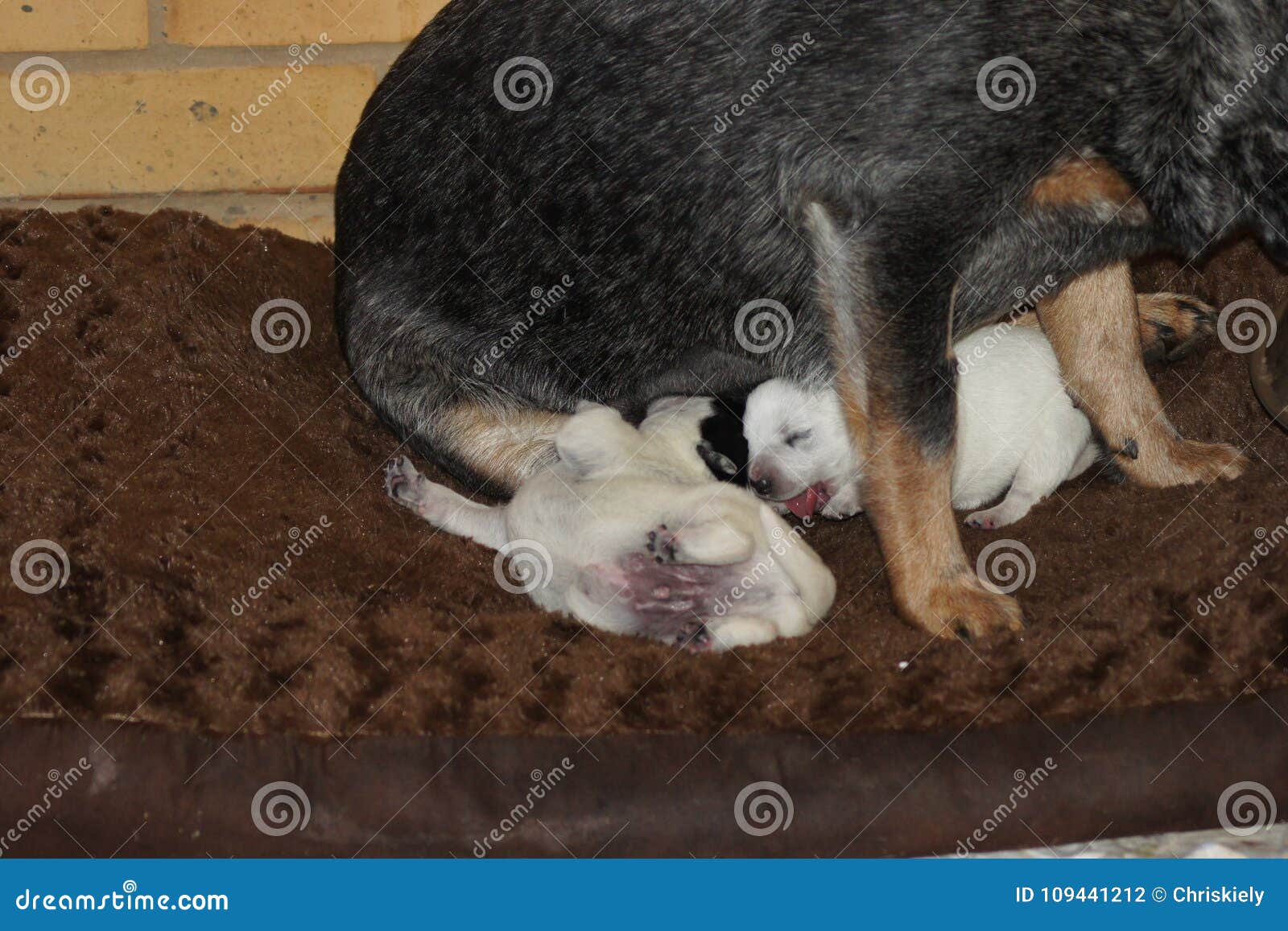 newborn blue heeler