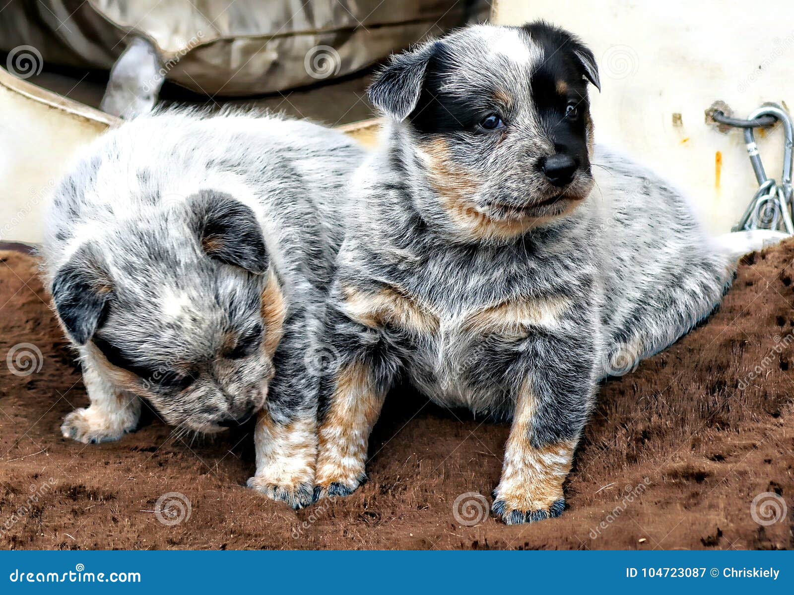 newborn blue heeler