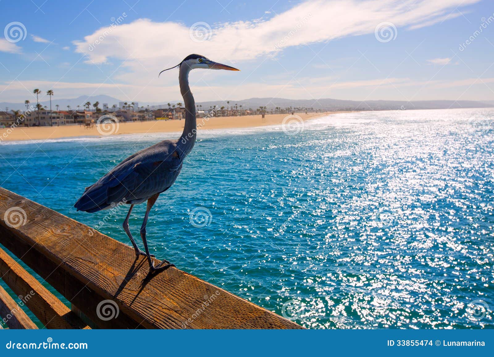 blue heron ardea cinerea in newport pier california