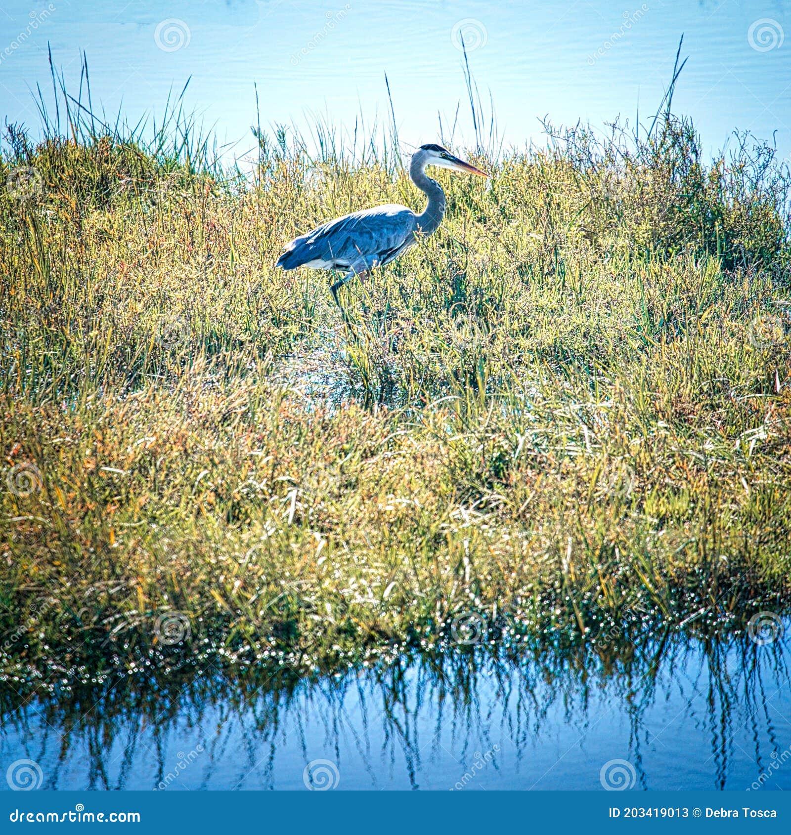 blue heron  bird bolsa chica ecological reserve