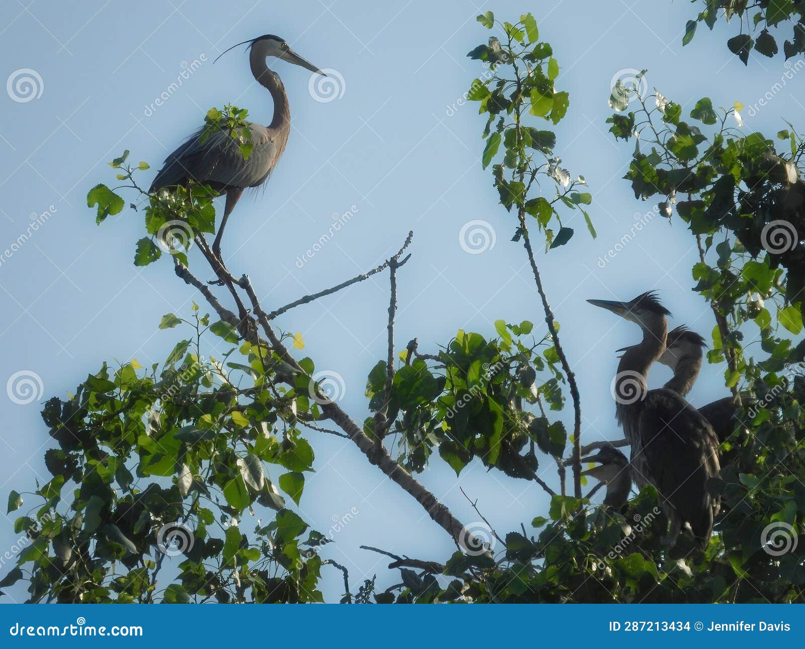 Blue Heron Bird Perches on Branch Looking Down at Three Babies in Nest