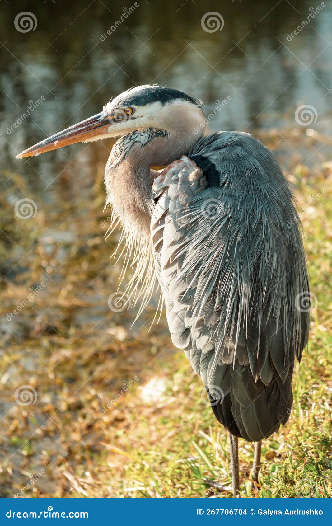Blue heron stock photo. Image of everglades, nature - 267706704