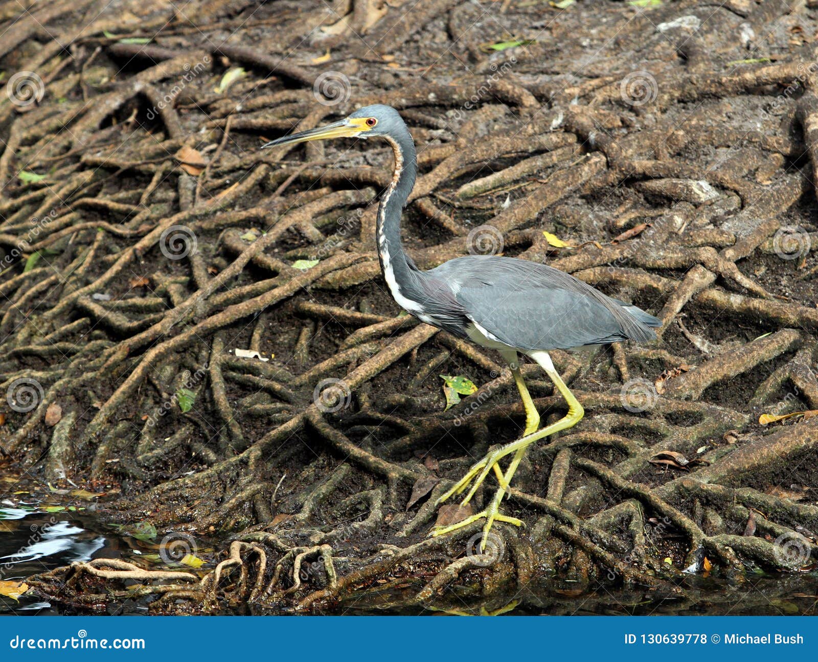 Blue Heron Looking for Food by a Lake Stock Photo Image of avian