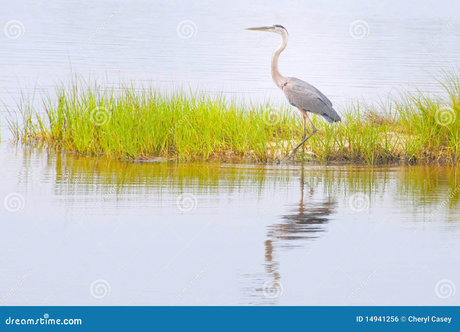 blue heron in marsh
