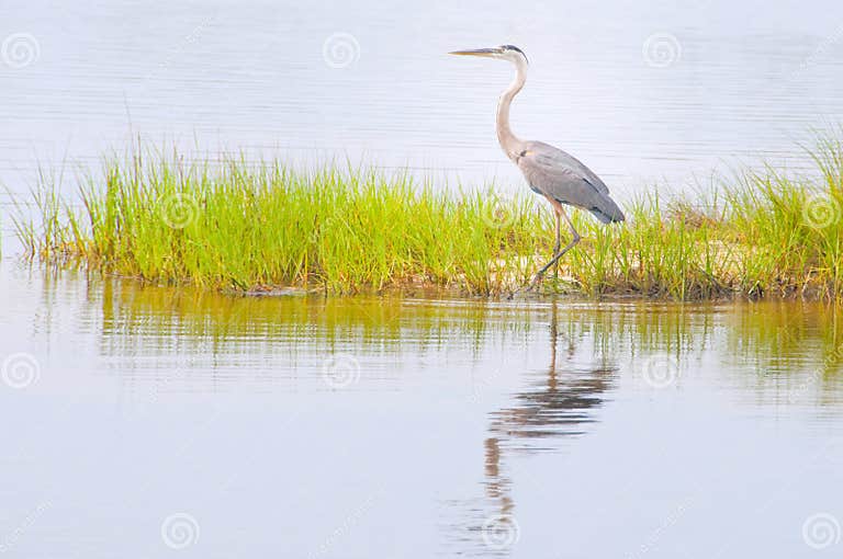 Blue heron in marsh stock photo. Image of pensacola, coast - 14941256