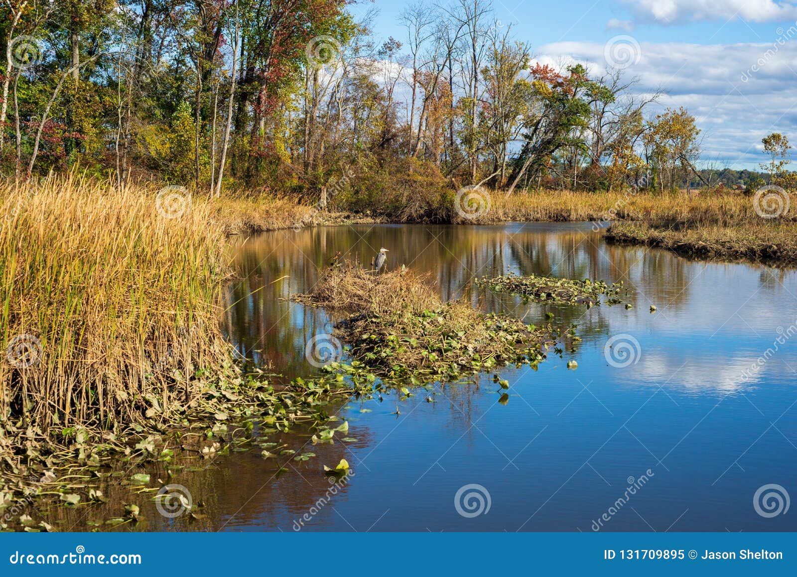 Blue Herring in Marsh on the Potomac River Stock Image Image of bird, land 131709895