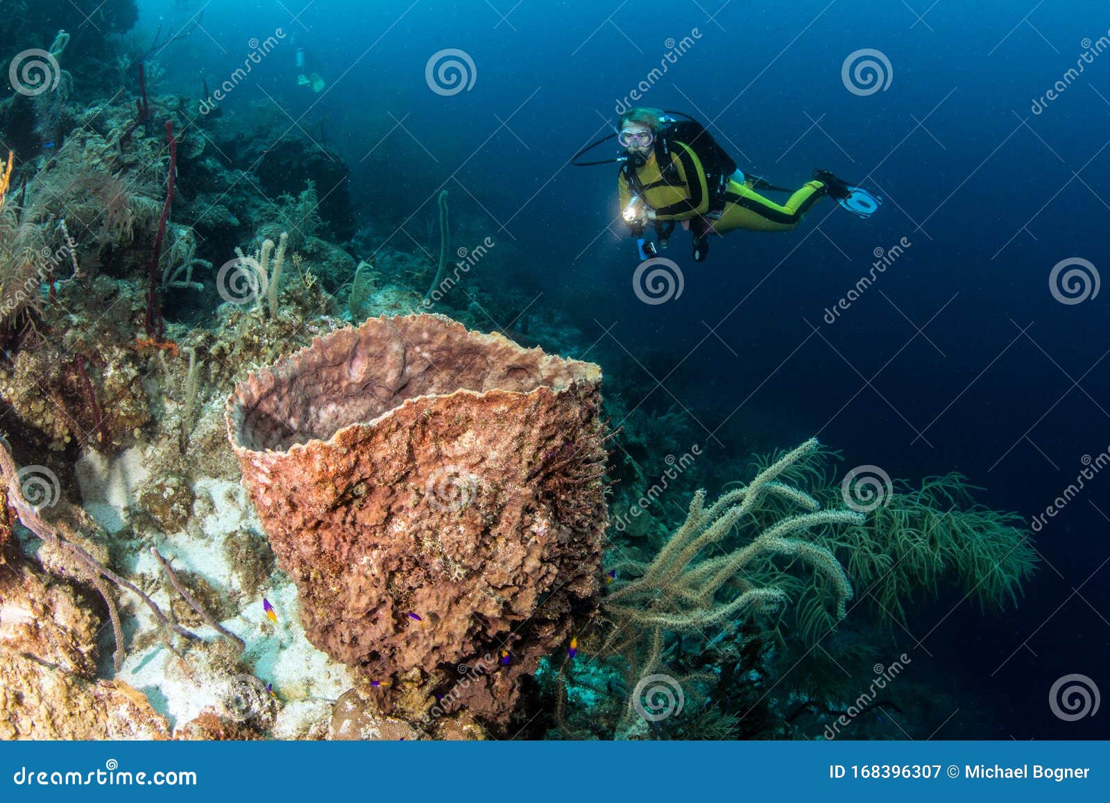 Blue Hole Belize Scuba Diving Editorial Photography Image of