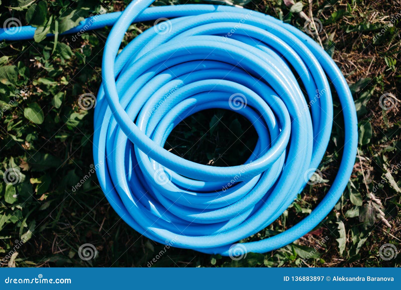 Twisted Blue Hose for Watering the Grass on the Lawn Top View Stock