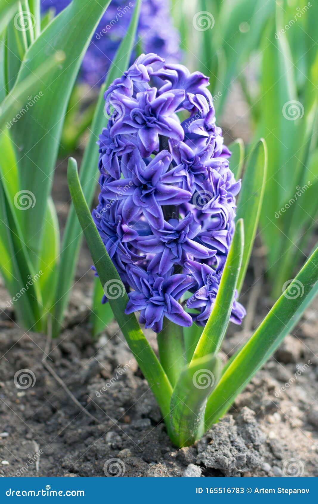 Blue Hyacinth Flower Hyacinthus Or Hyacinths Flower 库存图片 图片包括有开花 紫色 Blue Hyacinth Flower Hyacinthus Or Hyacinths Flower 库存图片 图片包括有开花 紫色
