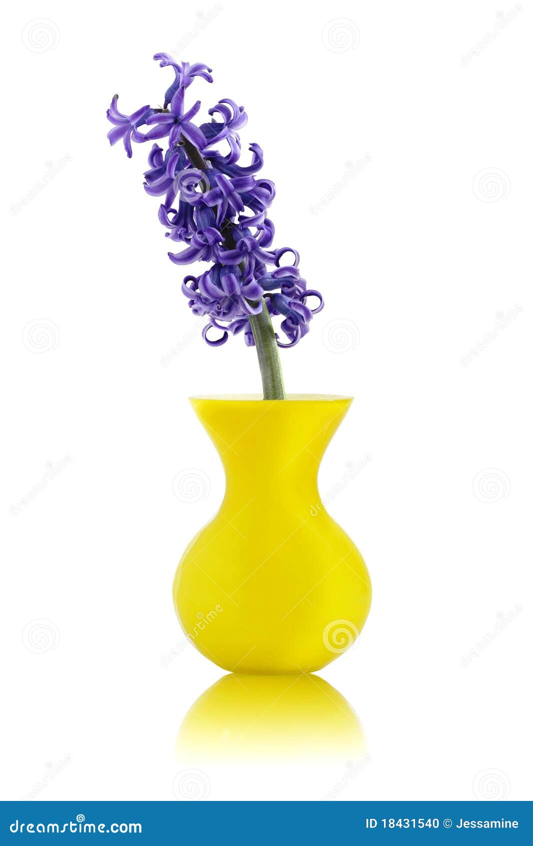 Blue Hyacinth Flower in Yellow Vase Stock Photo Image of space, bulb