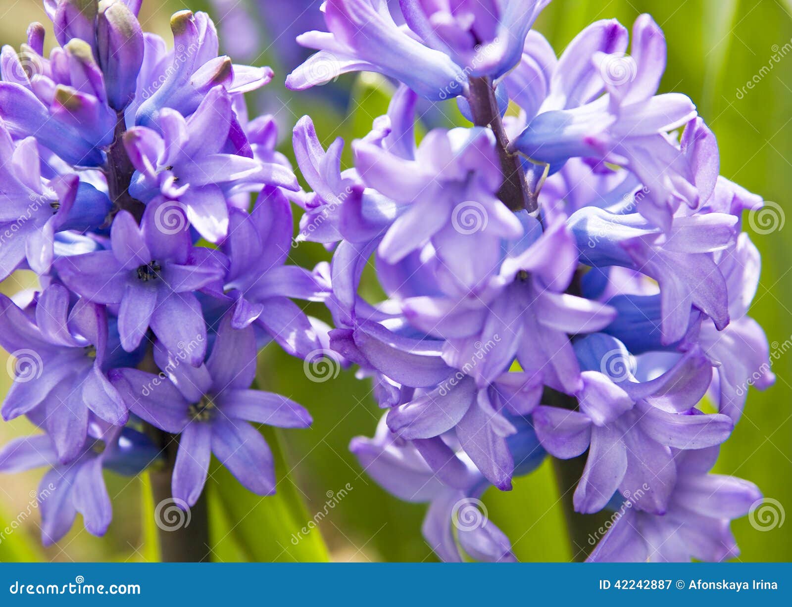 Blue hyacinth stock image. Image of flowering, blossom 42242887