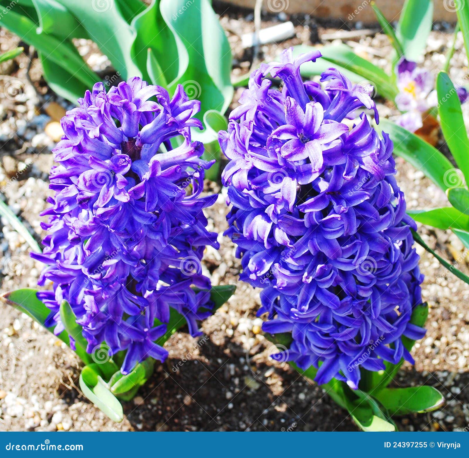 Blue hyacinths stock image. Image of head, flowerbed 24397255