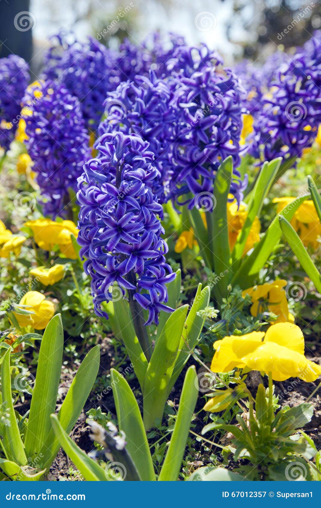 Blue hyacinths stock image. Image of bulb, plants, hyacinth 67012357