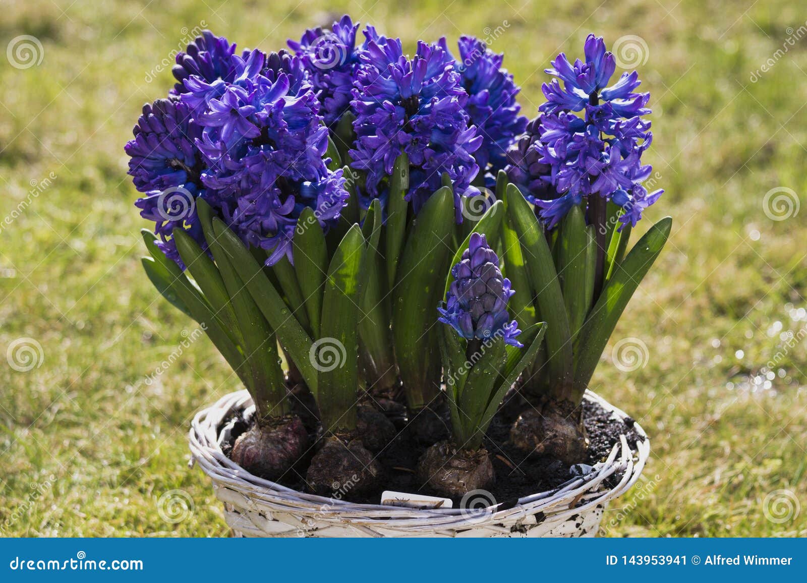 Blue Hyacinths in a Plant Pot, Blossoms Opened Stock Image Image of