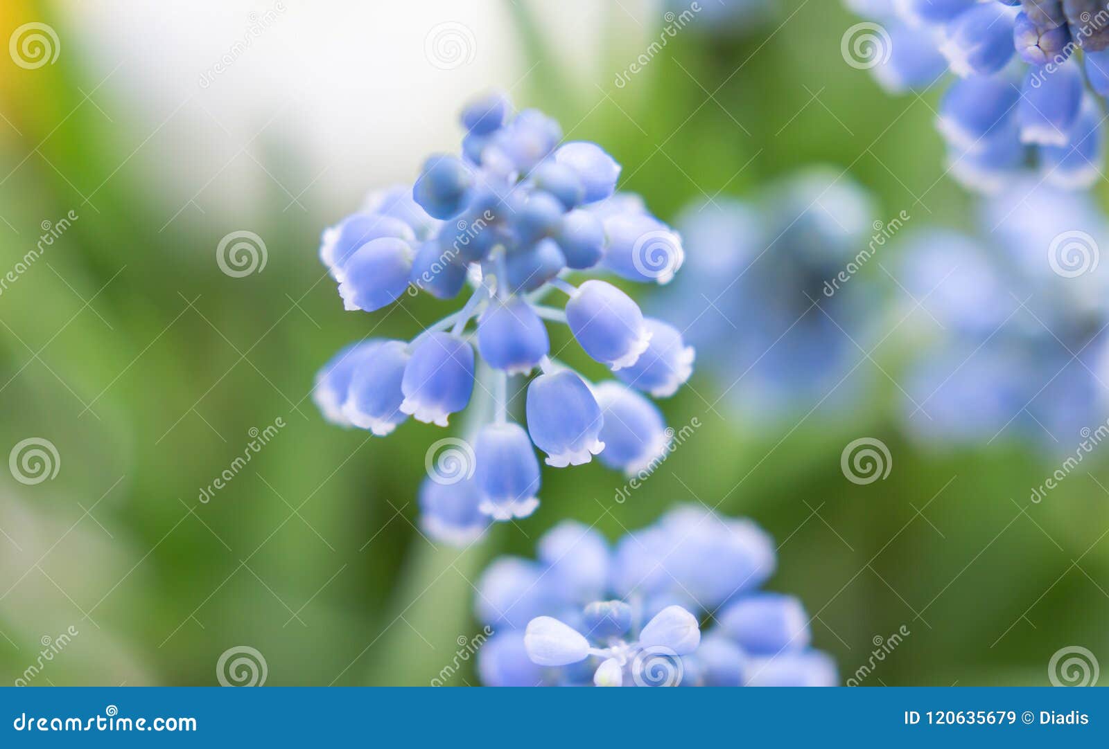 Blue Hyacinths Spring Flowers Close-up Nature Spring Stock Image ...