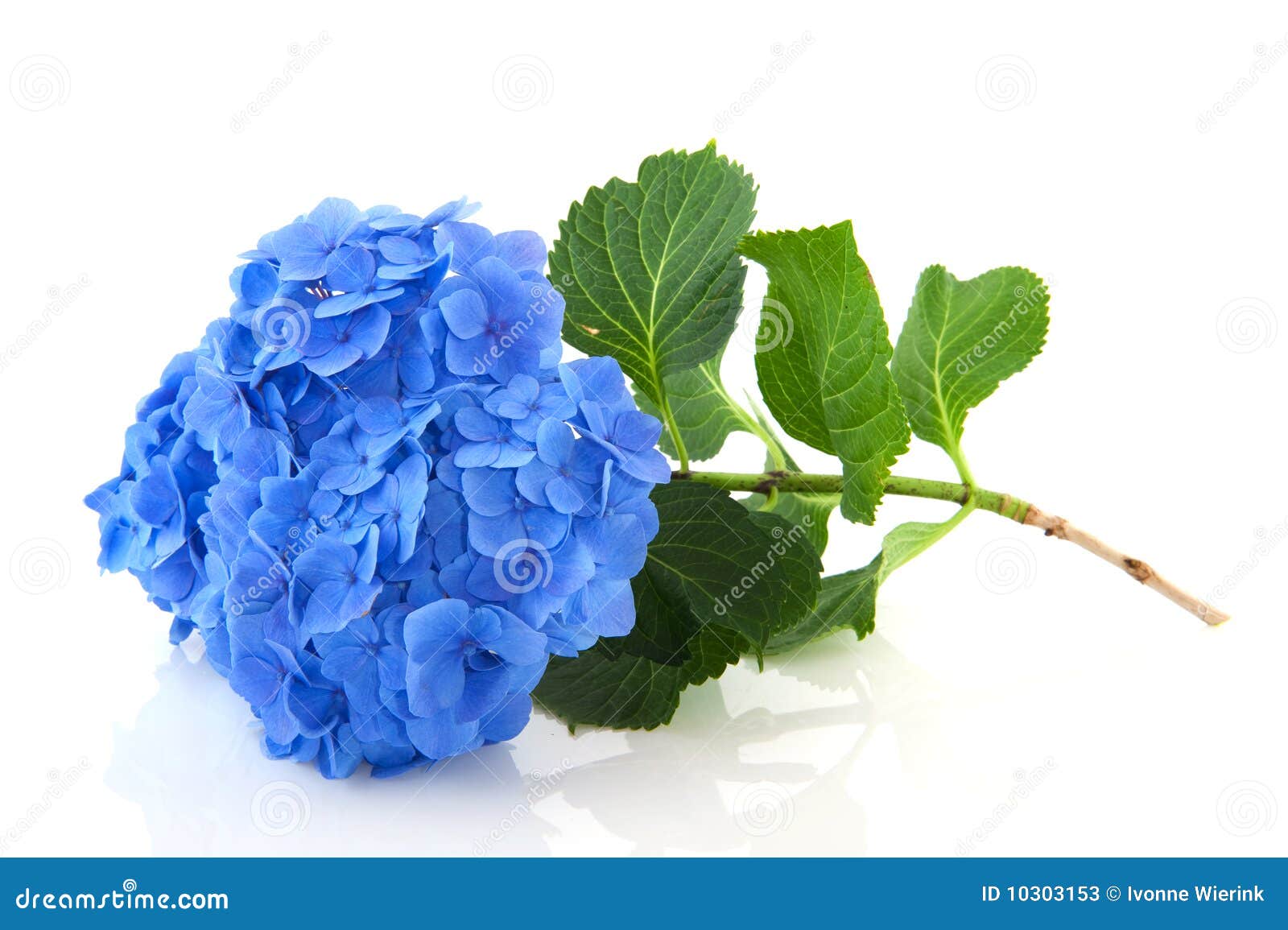 Floral Print Details about   Original PHOTOGRAPH of a beautiful BLUE HYDRANGEA in Bloom 