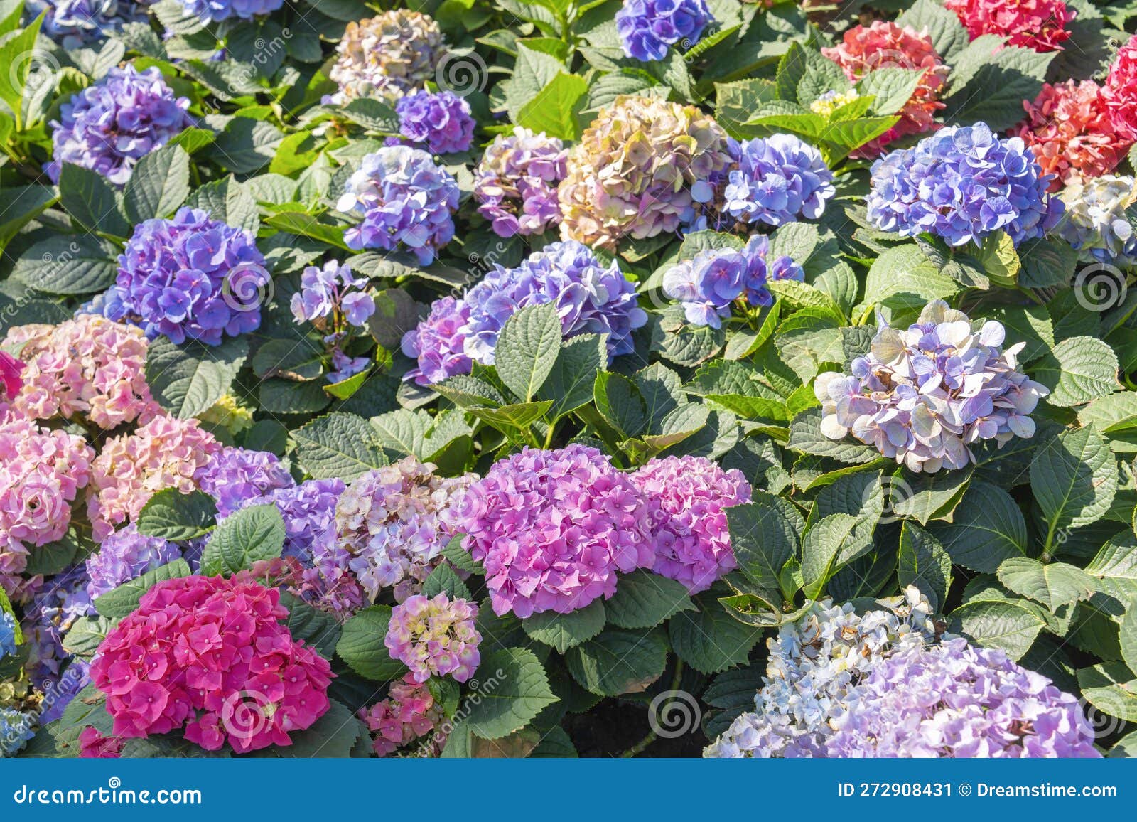 The Blue Hydrangea Background Picture. Hydrangea is in Full Blooming ...