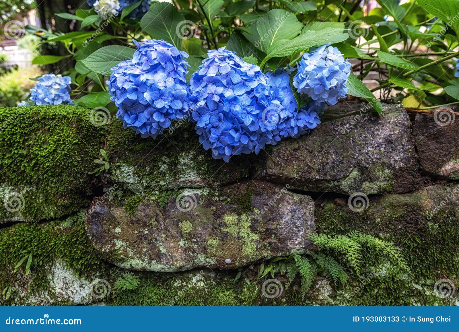 blue hydrangea flower