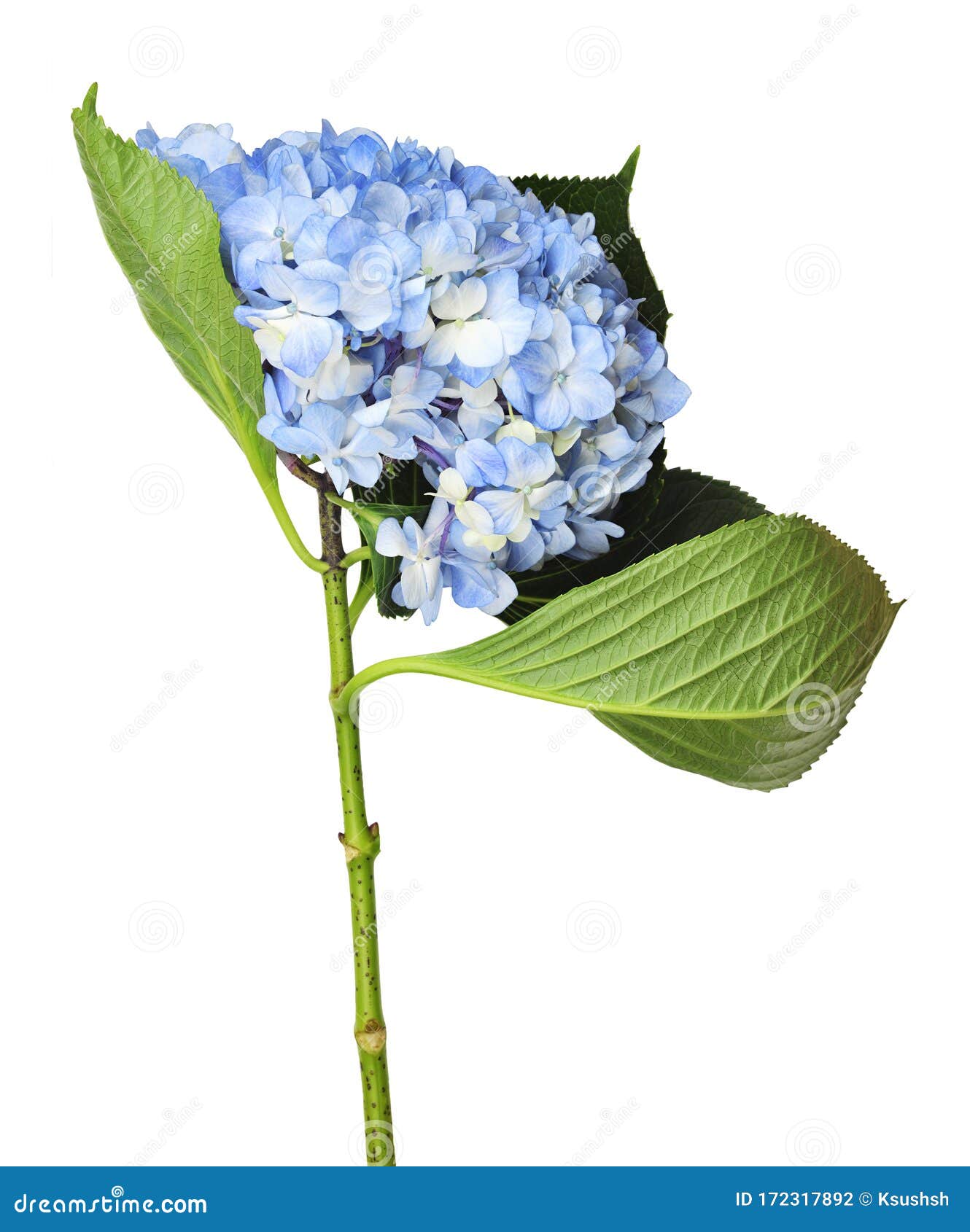 Blue hydrangea flower stock photo. Image of profile 172317892
