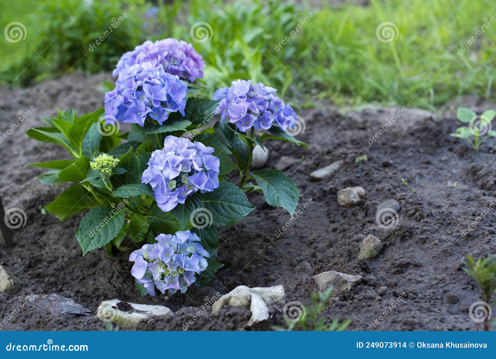 Blue Hydrangea Flowers Grow in the Ground Stock Photo Image of petal