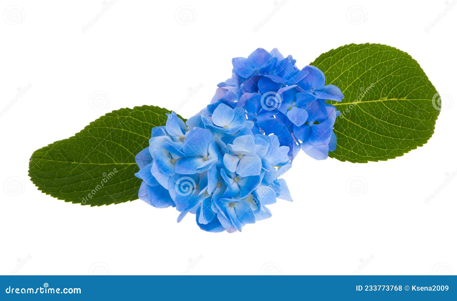 Blue Hydrangea Flowers Isolated Stock Photo Image of beautiful, close
