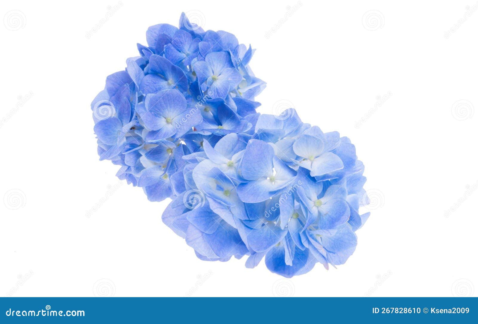Blue Hydrangea Flowers Isolated Stock Photo Image of flora, blossom