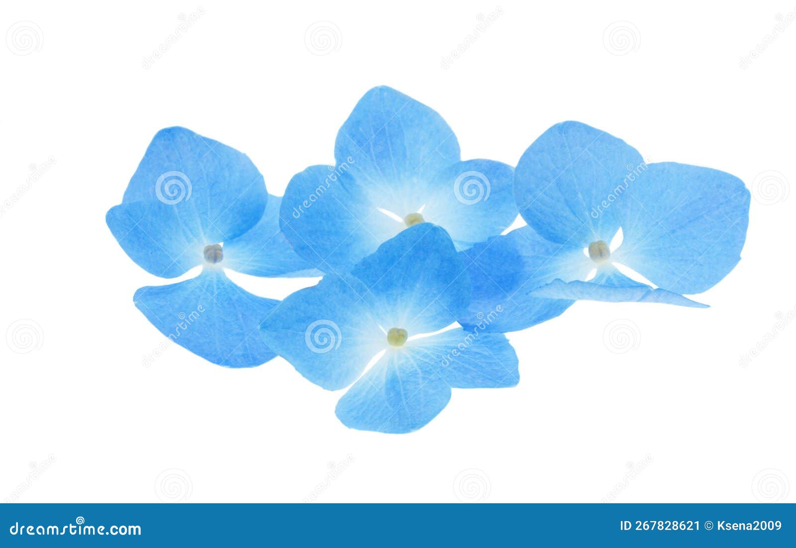 Blue Hydrangea Flowers Isolated Stock Image Image of hydrangea, bloom