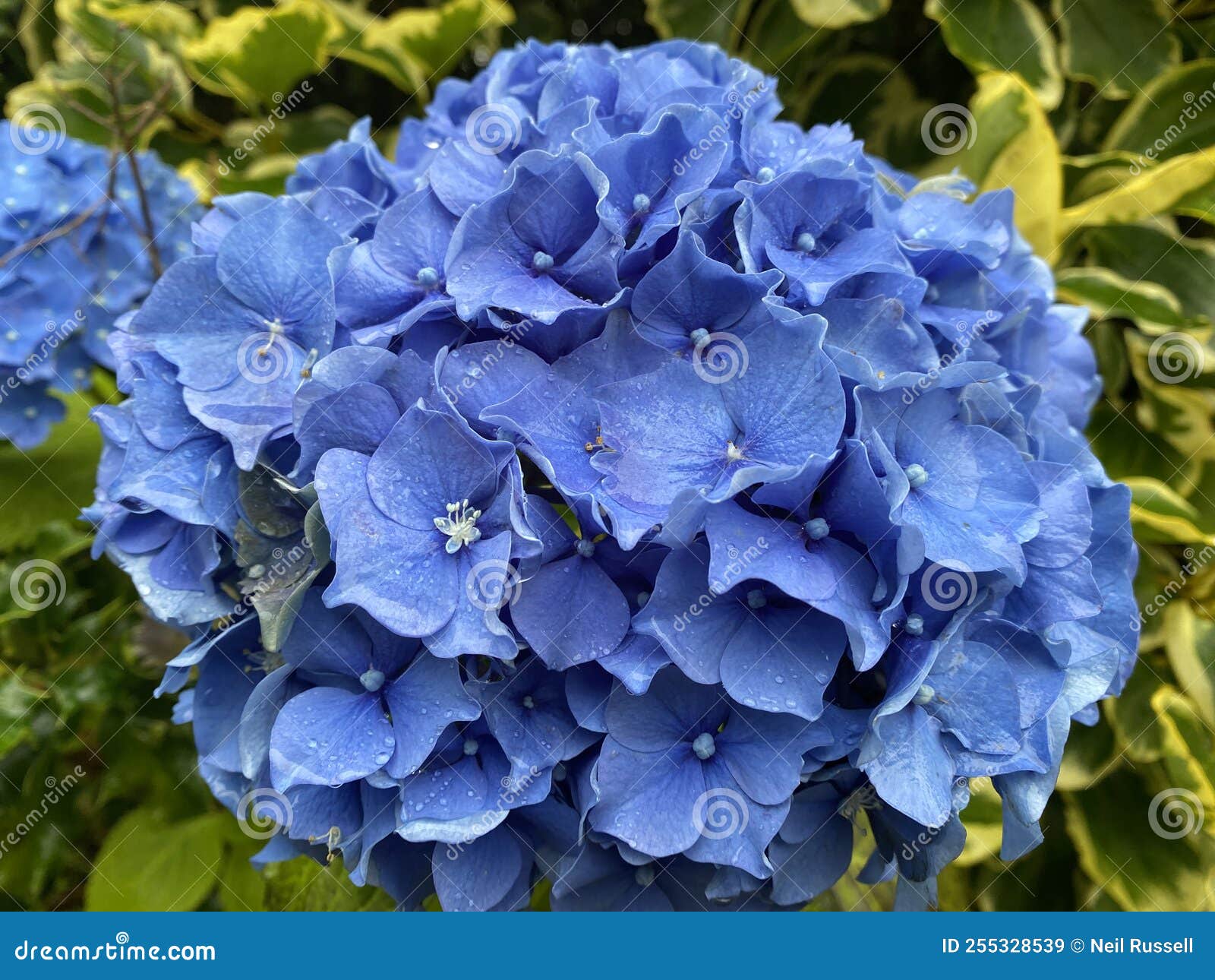 Blue Hydrangea Flowers stock image. Image of petal, shrub 255328539