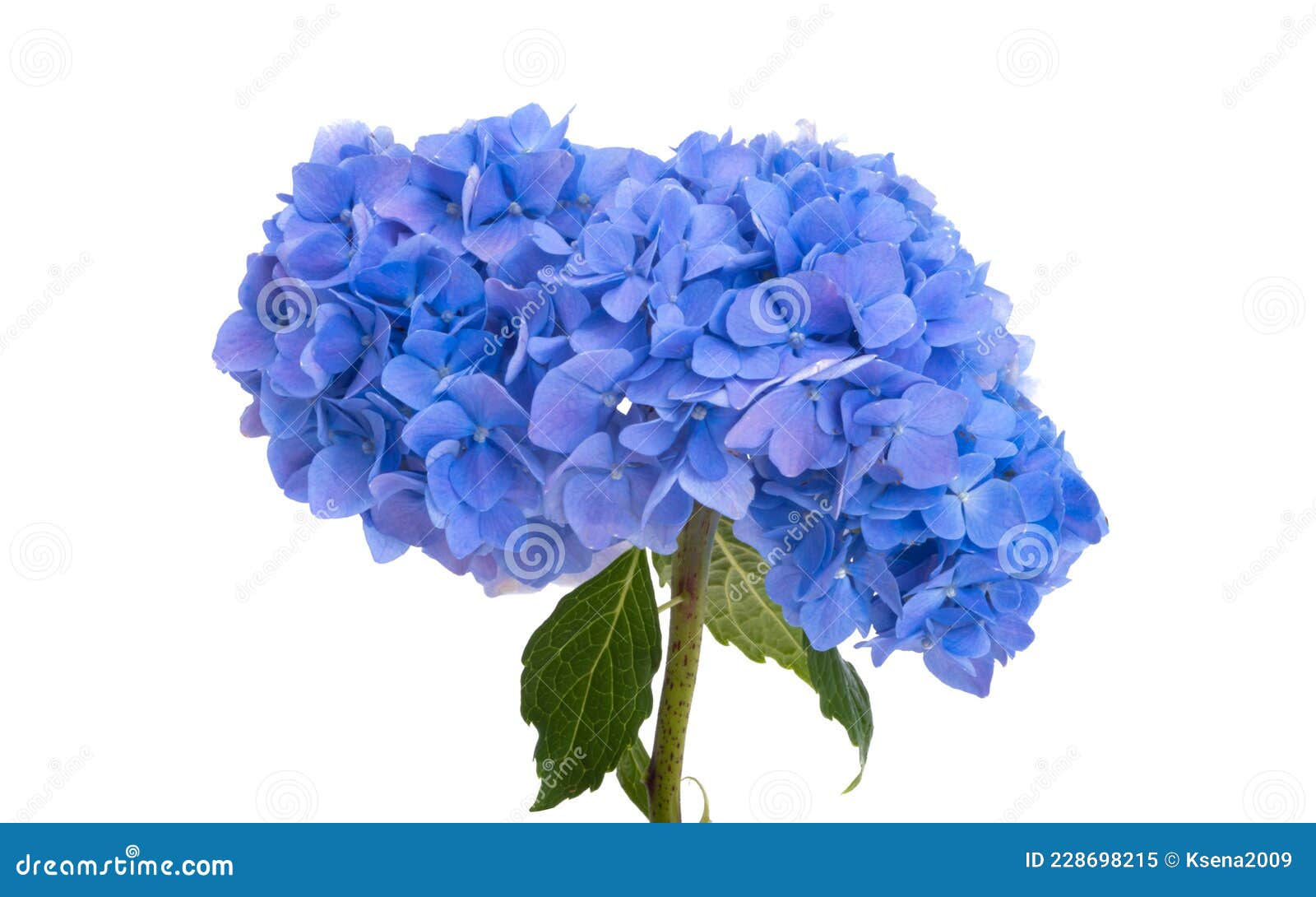 Blue hydrangea isolated stock image. Image of nature 228698215