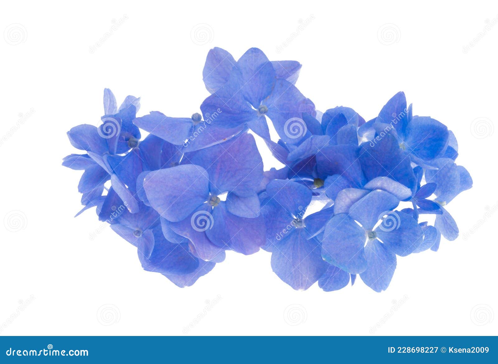 Blue hydrangea isolated stock image. Image of petal 228698227