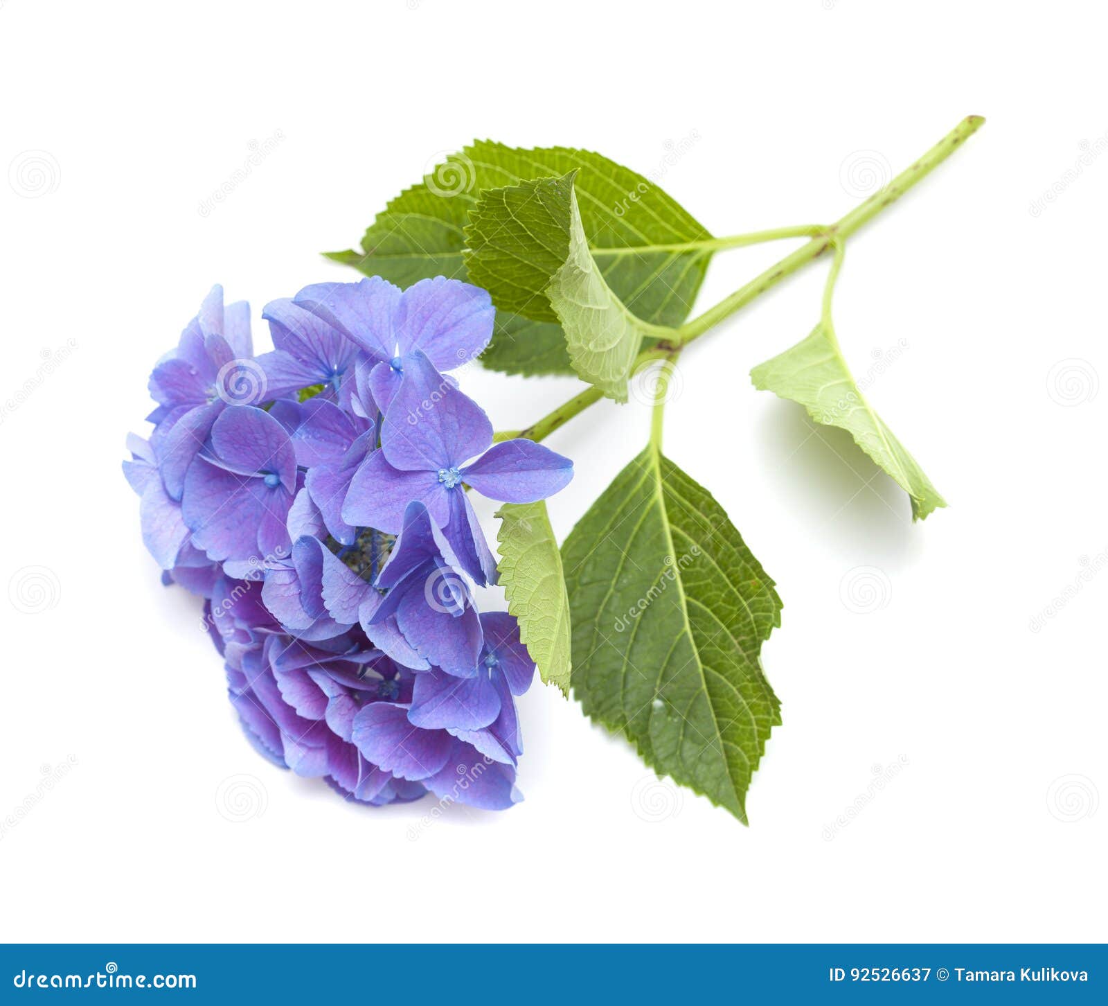 Blue Hydrangea isolated stock image. Image of flora, growing 92526637