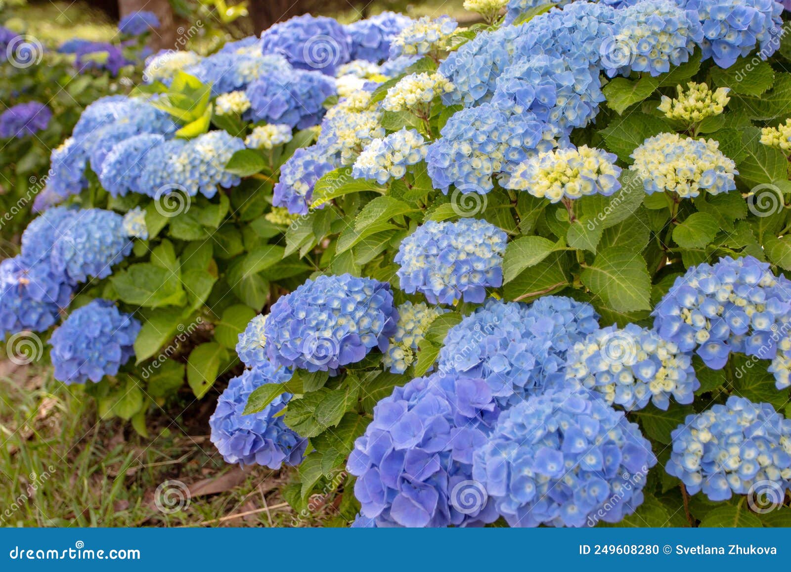 blue hydrangea macrophylla or hortensia flowers and yellow buds