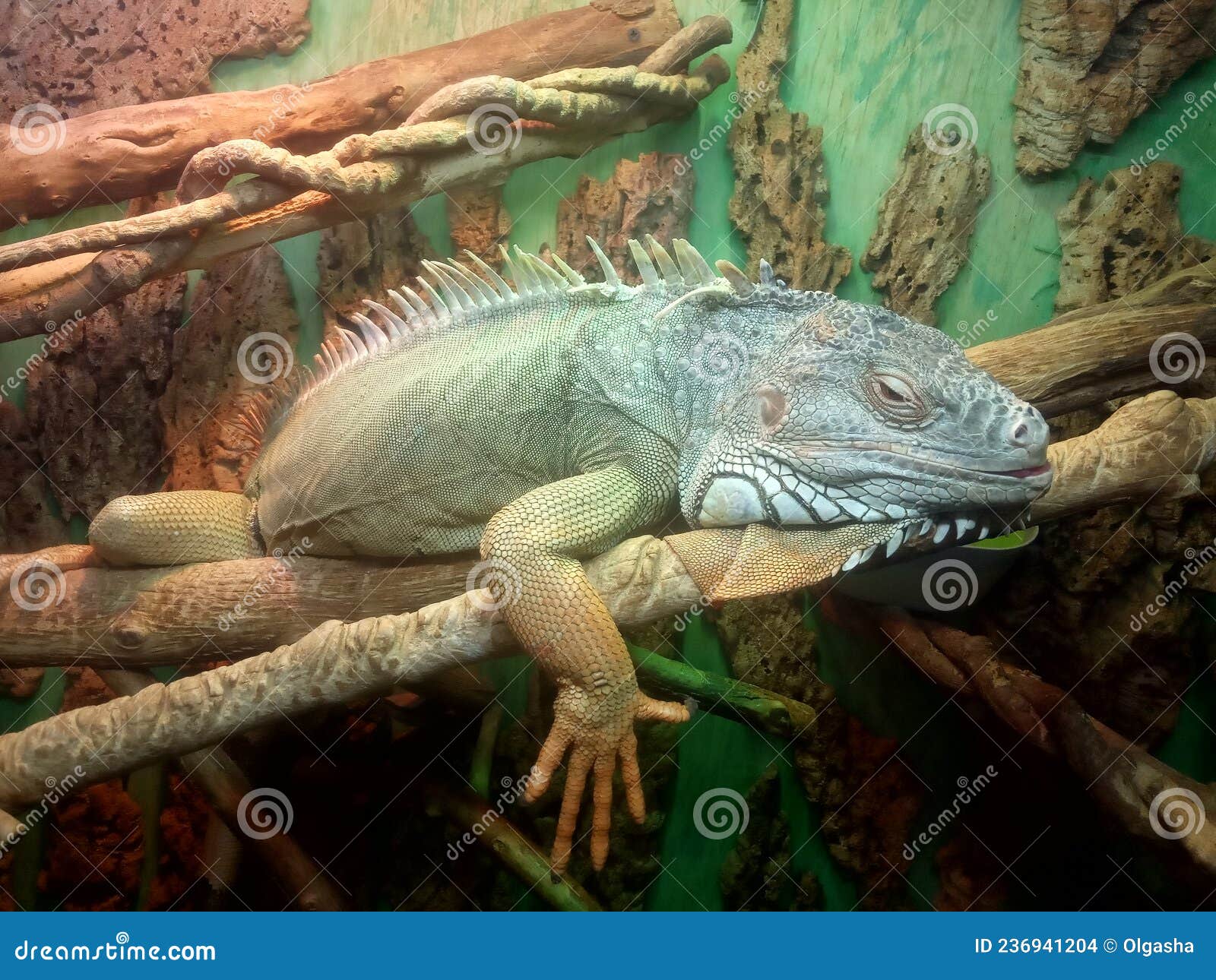 Iguana Sits on a Tree in a Terrarium Stock Photo Image of curious