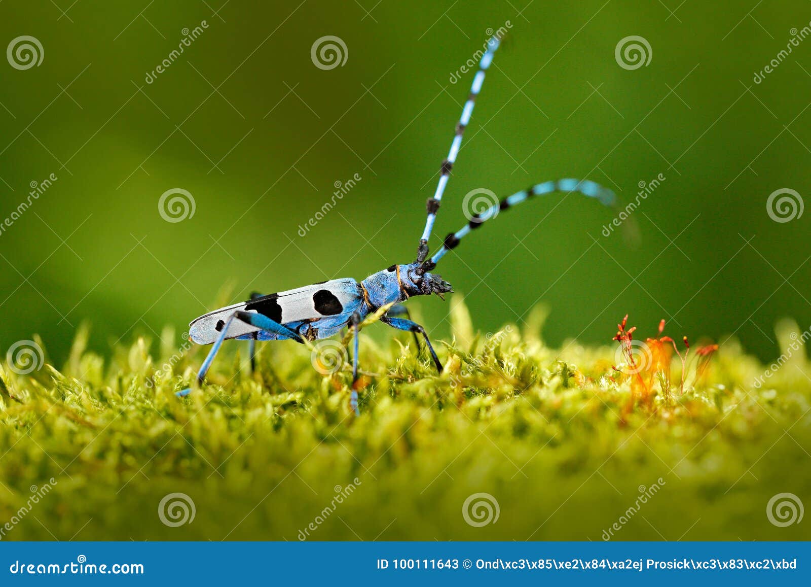 blue insect in forest. beautiful blue incest with long feelers, rosalia longicorn, rosalia alpina, in nature green forest habitat,