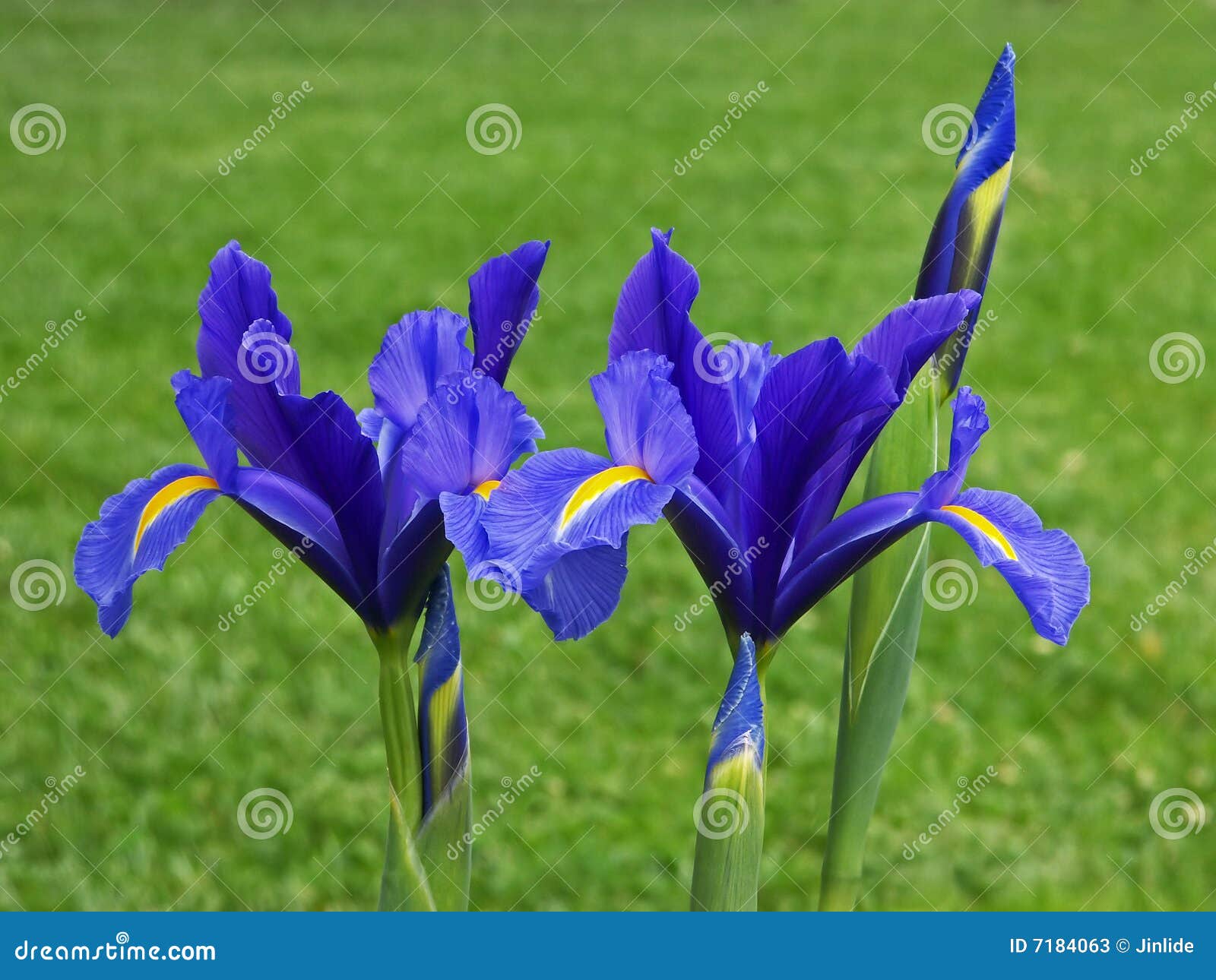 blue iris pictures blue iris pictures