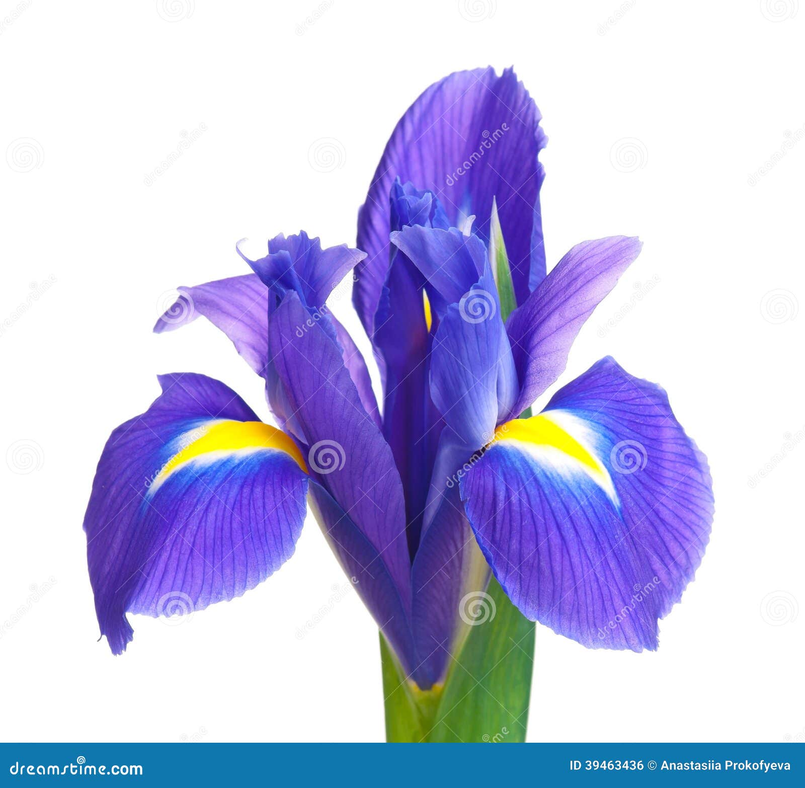 blue iris stern blue iris stern