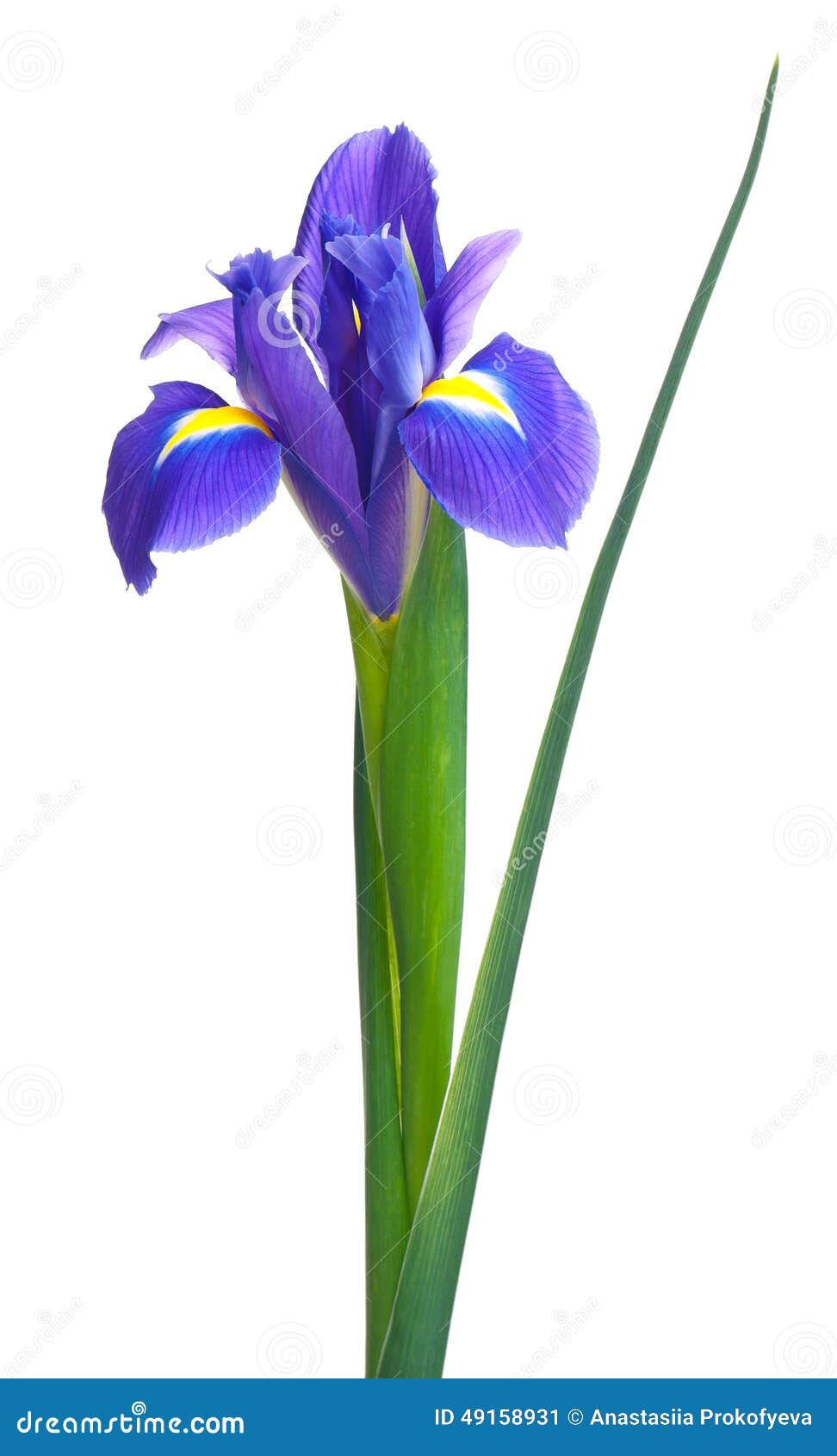 Blue iris stock image. Image of blue, brightly, blossoming 49158931