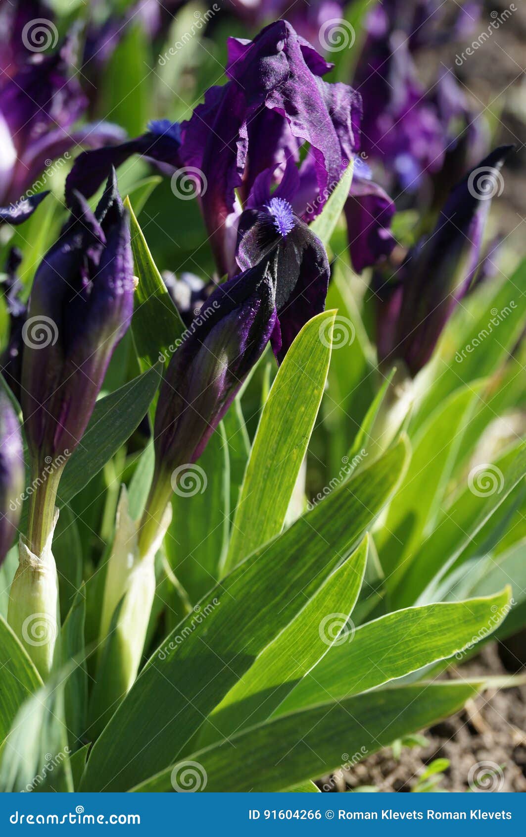 Blue iris stock photo. Image of flora, blue, holiday 91604266