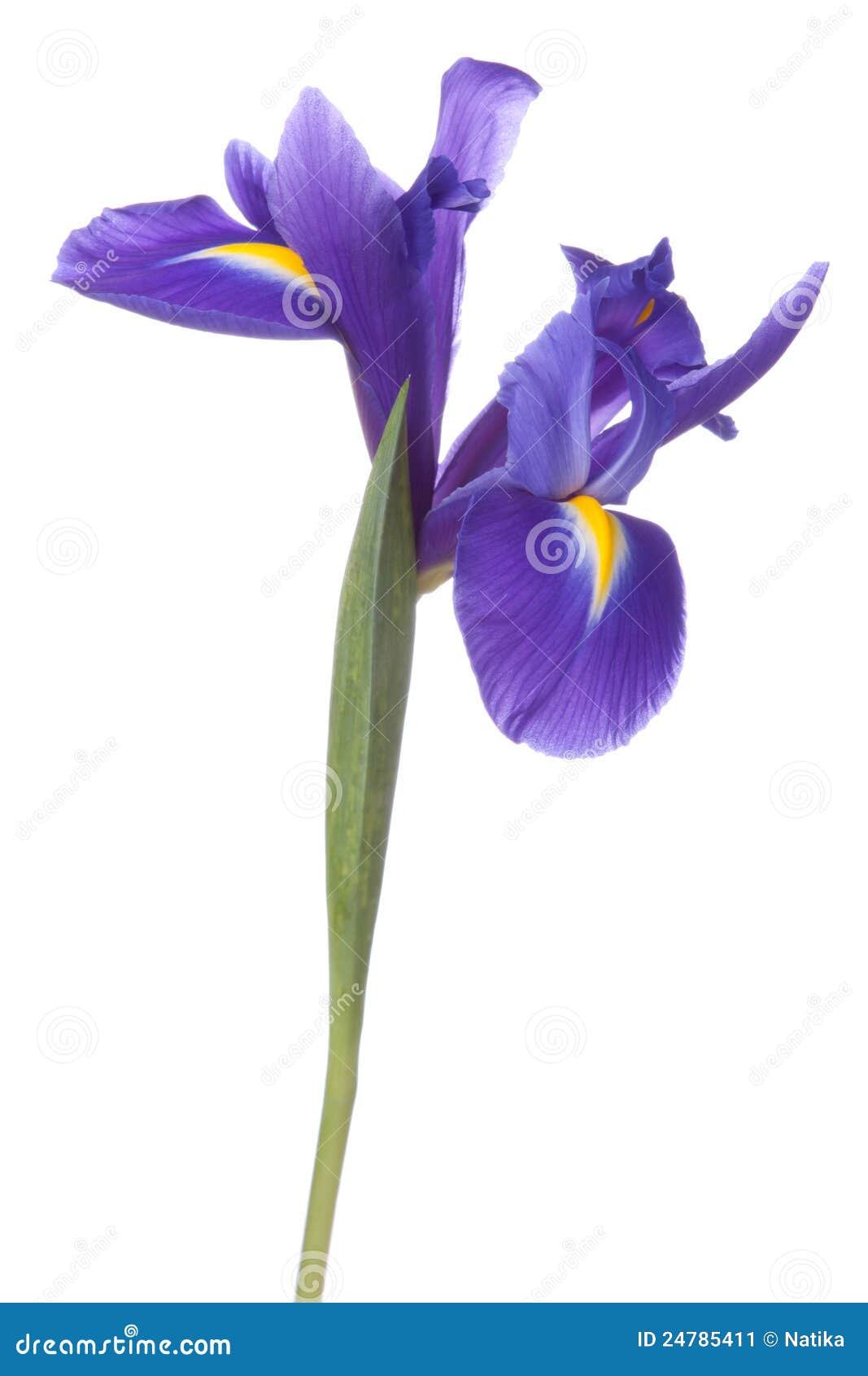 blue iris or blueflag flower