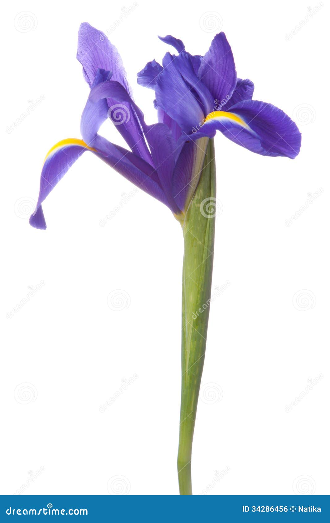 blue iris or blueflag flower